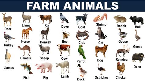 longest farmyard animal name